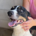 Bodeguero Otto, 08/2019, 45 cm