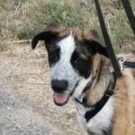 Mastin-Schäferhundmischling Reina, 04/2022, Endgröße 70 cm, 61440 Oberursel