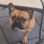 franz. Bulldogge Rocky, 02/2021, 35 cm