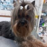 Yorkshire Terrier Sheila, 06/2017, 30 cm