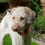 Wasserhund Thor, 09/2019, 50 cm, 67165 Waldsee