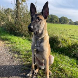 Malinois Trasto, 03/2022, ca 70 cm, 22889 Tangstedt