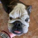 Englische Bulldogge Uschi, 08/2013, 40 cm