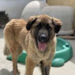 Mastin Espanol Carolina, 11/2019, 70 cm