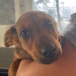 Mischling Naomi, 04/2022, 45 cm