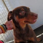 Mischling Nesquik, 09/2021, 40 cm