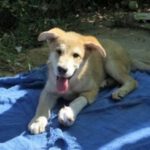 Mischling Saudi, 03/2022, 60 cm