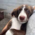 Mischling Shirley, 04/2022, 45-55 cm