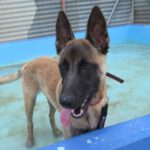 belgischer Schäferhund Tarzan,1/22, 70cm