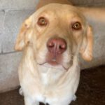 Labrador Wrangler,06/21, 55 cm