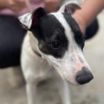 Mischling Xena,01/2021, 38 cm