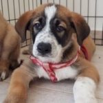 Mischling Chanel, 05/2022, 60 cm