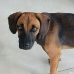 Mischling Anastasia, 02/2022, 40 cm, 18198 Kritzmow