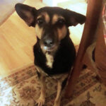 Mischling Anka, ca. 02/2014, 44 cm, 24625 Großharrie