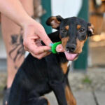 Pinscher Mischling Avor, 03/2022, ca. 45 cm, 18147 Rostock