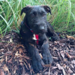 Schäferhund Schnauzer Mischling Bagel, a. 02/2022, Endgröße ca. 55 cm, 71540 Murrhardt