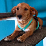 Mischling Binky, 06/2020, 35 cm, 68766 Hockenheim