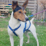 Bodeguero Felix, 01/2020, 40 cm, 44379 Dortmund