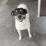 Bodeguero Greta, 06/2017, ca. 35 cm