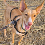 Podenco Edda, ca. 12/2020, ca. 40 cm, 15306 Fichtenhöhe