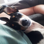 Bodeguero Fina, 03/2022, ca. 35 cm, 21385 Amelinghausen