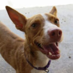 Podenco Fulano, 01/2017, ca. 45 cm