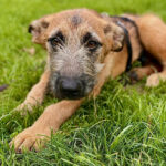 Mischling Jelly, 02/2022, ca. 55-60 cm, 32549 Bad Oyenhausen