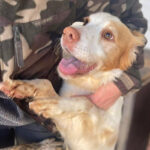 Epagneul Breton Julio, 06/2019, 48 cm