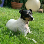 Bodeguero Junior, 05/2017, 38 cm, 45721 Haltern am See