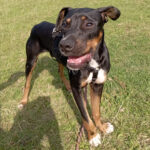 Mischling Keno, ca. 03/2022, Endgröße ca. 48 cm, 23743 Grömitz