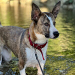 Mischling Kira, 04/2021, ca. 50 cm, 73037 Göppingen