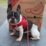 Französische Bulldogge Laila, 01/2016, 30 cm, 14478 Potsdam