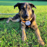 Schäferhund Mischling Lindy, ca. 11/2020, 60 cm, 86947 Weil