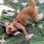 Chihuahua Lunita, 03/2018, ca. 20 cm, 13507 Berlin