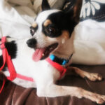 Chihuahua Marcha, 06/2014, ca. 25 cm, 69257 Wiesenbach