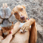 Podenco Max, 07/2021, ca. 40 cm