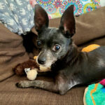 Prager Rattler Micky, 06/2015, ca. 20 cm, 01640 Coswig