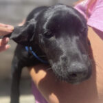 Mischling Dolce - SALVA Hundehilfe e.V.