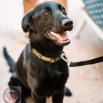 Mischling Musa, 02/2022, Endgröße ca. 55 cm, 51789 Lindlar