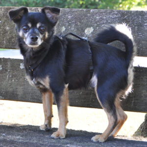 Chihuahua Mischling Negri, 06/2015, 30 cm, 27628 Hagen im Bremischen