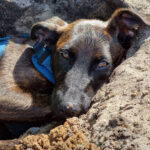 Mischling Noodle, 02/2022, 50 cm, 94149 Kößlarn