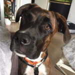 Spanische Dogge Parker, 02/2022, ca. 65 cm, 01587 Riesa