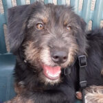 Terrier Mischling Paul, 03/2022, Endgröße ca. 50 cm, 06886 Lutherstadt Wittenberg