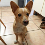 Mischling Peewee, 05/2020, ca. 35 cm, 50933 Köln