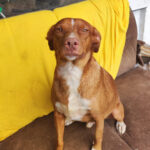 Podeco Mischling Peli, 03/2018, ca. 50 cm, 55422 Bacharach-Steeg