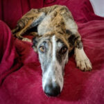 Galgo Pixel, ca. 01/2020, ca. 60 cm, 13125 Berlin