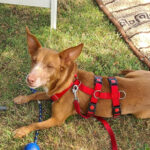 Podenco Rambo, 07/2015, ca. 35 cm, 40789 Monheim