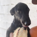 Mischling Raven, 03/2022, Endgröße ca. 50-60 cm