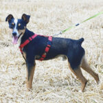 Bodeguero Relampago, 06/2020, 40 cm, 48249 Dülmen