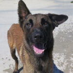 Malinois River, 07/2017, ca. 70 cm